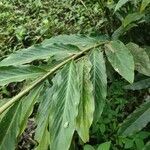 Alpinia purpurata leaf picture by Gabriel Ollivier (cc-by-sa)