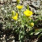 Hieracium amplexicaule habit picture by Alain Bigou (cc-by-sa)