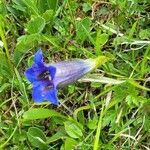 Gentiana clusii habit picture by Frank Sundermeyer (cc-by-sa)