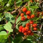 Sorbus americana fruit picture by Caryssa Rouser (cc-by-sa)