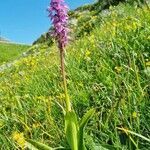 Orchis mascula habit picture by Jani Zadrgal (cc-by-sa)