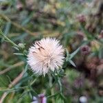 Symphyotrichum lanceolatum fruit picture by Else Nolden (cc-by-sa)