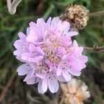 Armeria cantabrica flower picture by Diego Alex (cc-by-sa)