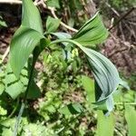 Polygonatum biflorum habit picture by Bryan French (cc-by-sa)