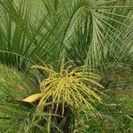 Butia catarinensis habit picture by Flor Alex (cc-by-sa)