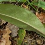 Pulmonaria angustifolia leaf picture by Alexander Baransky (cc-by-sa)