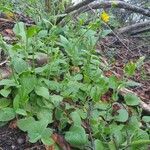 Doronicum plantagineum habit picture by Thibaut Durr (cc-by-sa)