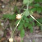 Tanacetum corymbosum fruit picture by Савченко Никита (cc-by-sa)