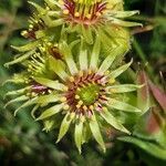 Sempervivum wulfenii flower picture by Franco Colnago (cc-by-sa)