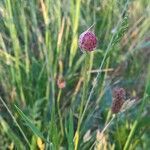 Allium vineale flower picture by Alice Aubert (cc-by-sa)