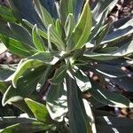 Echium hierrense leaf picture by Jaime Diaz Pacheco (cc-by-sa)