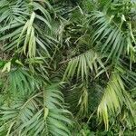 Bactris guineensis leaf picture by Formina Lara (cc-by-sa)