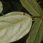 Mucuna mutisiana leaf picture by Nelson Zamora Villalobos (cc-by-nc)