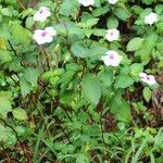 Impatiens flaccida habit picture by J. Champ (cc-by-sa)