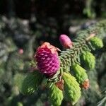 Picea sitchensis flower picture by Dieter Albrecht (cc-by-sa)