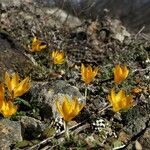 Crocus chrysanthus habit picture by Rossen Vassilev (cc-by-sa)