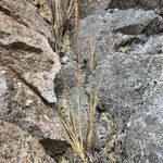 Agrostis foliata habit picture by Fabien Anthelme (cc-by-sa)