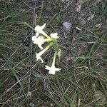 Narcissus dubius flower picture by j g juillan (cc-by-sa)