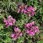 Pedicularis gyroflexa flower picture by Bernard Dusseau (cc-by-sa)