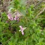 Silene pendula flower picture by Blanca Antonio (cc-by-sa)