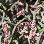 Juniperus phoenicea flower picture by Sarami (cc-by-sa)