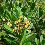 Arbutus unedo flower picture by Flores Fernando (cc-by-sa)