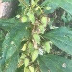 Impatiens balsamina fruit picture by Gladys Nazario (cc-by-sa)