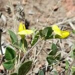 Rhynchosia senna flower picture by Trap Hers (cc-by-sa)