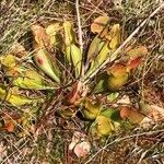 Sarracenia purpurea habit picture by Egger (cc-by-sa)