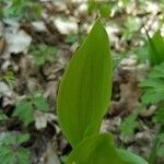 Convallaria majalis leaf picture by Marcus Urdnot (cc-by-sa)