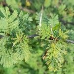 Vachellia caven leaf picture by Trap Hers (cc-by-sa)