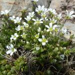 Arenaria grandiflora habit picture by Llandrich anna (cc-by-sa)