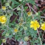 Potentilla argentea flower picture by k sch (cc-by-sa)