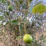 Capparis tomentosa fruit picture by bimbi bimbi (cc-by-sa)