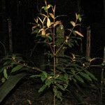 Miconia chrysophylla habit picture by Jean-François Molino (cc-by-sa)