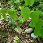 Dioscorea villosa habit picture by J Cheung (cc-by-sa)