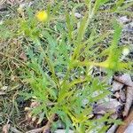 Ranunculus arvensis leaf picture by adeline Lacordaire (cc-by-sa)