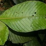 Notopleura capacifolia leaf picture by Nelson Zamora Villalobos (cc-by-nc)