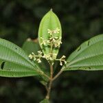 Miconia nutans flower picture by Nelson Zamora Villalobos (cc-by-nc)