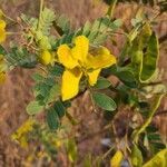 Senna auriculata flower picture by priyanka das (cc-by-sa)