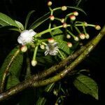 Chrysochlamys psychotriifolia fruit picture by Nelson Zamora Villalobos (cc-by-nc)