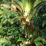 Cordyline fruticosa habit picture by Shehadi Ramiz (cc-by-sa)