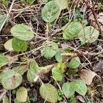 Pyrola chlorantha leaf picture by Anne Marie Laming (cc-by-sa)