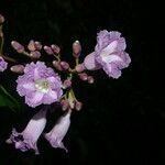 Maripa nicaraguensis flower picture by Nelson Zamora Villalobos (cc-by-nc)