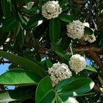 Alstonia scholaris flower picture by Blue Bottle (cc-by-sa)