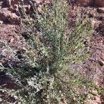 Globularia alypum habit picture by Zornoza Carlos (cc-by-sa)