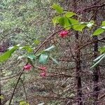 Euonymus latifolius habit picture by Suzanna Maria Dekker (cc-by-sa)