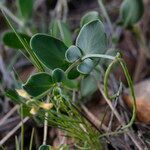 Coronilla scorpioides fruit picture by John Walsh (cc-by-sa)