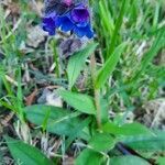 Pulmonaria longifolia habit picture by Bubz Pinson (cc-by-sa)