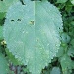 Celtis occidentalis leaf picture by fourgoldfinches (cc-by-sa)